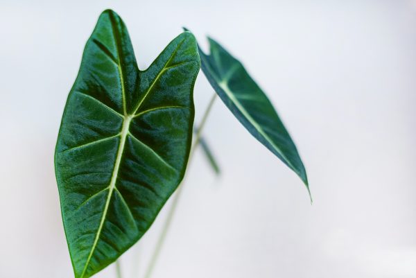 alocasia_amazonica