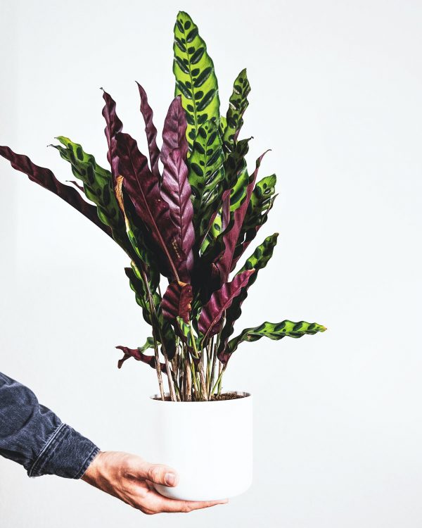 alocasia