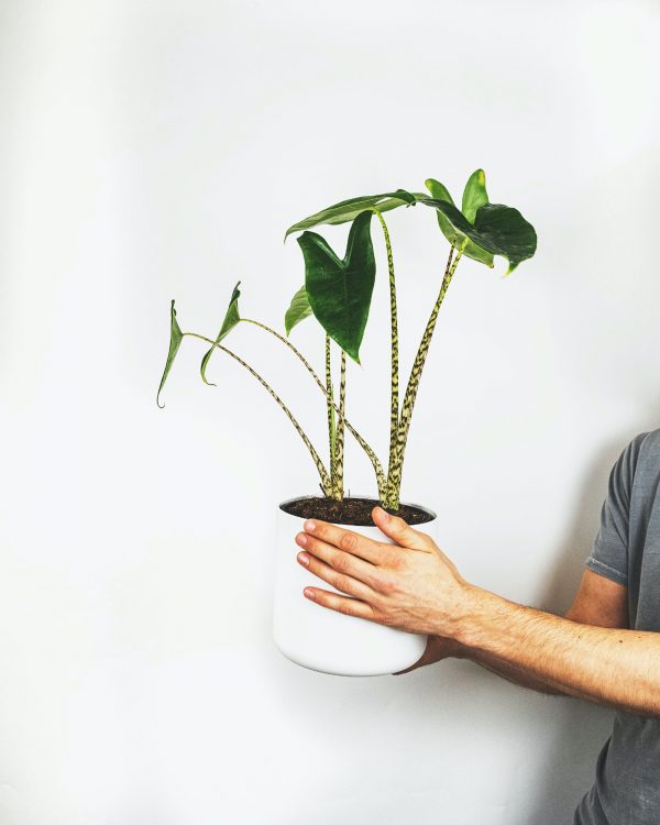 alocasia_zebrina