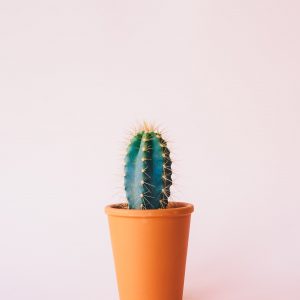 cactus_cfiatus