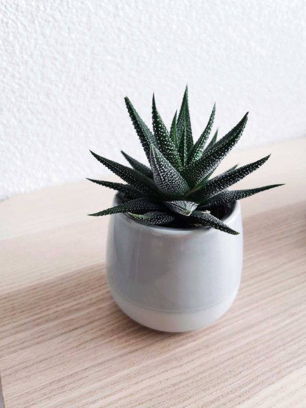 cactusIglus