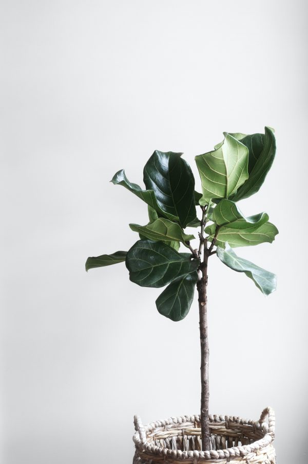 Ficus lyrata