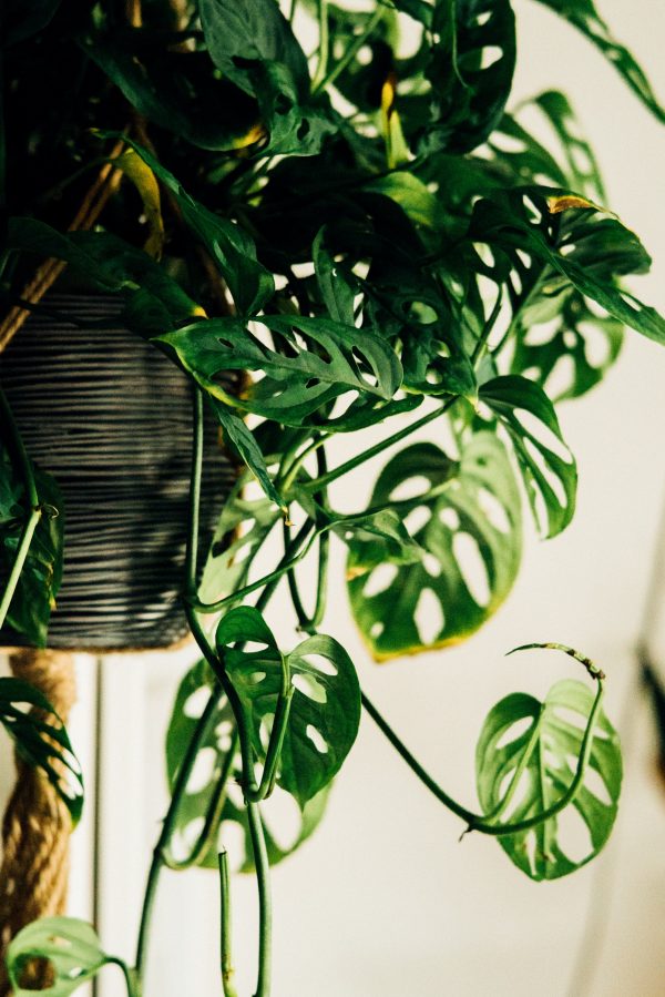 monstera2